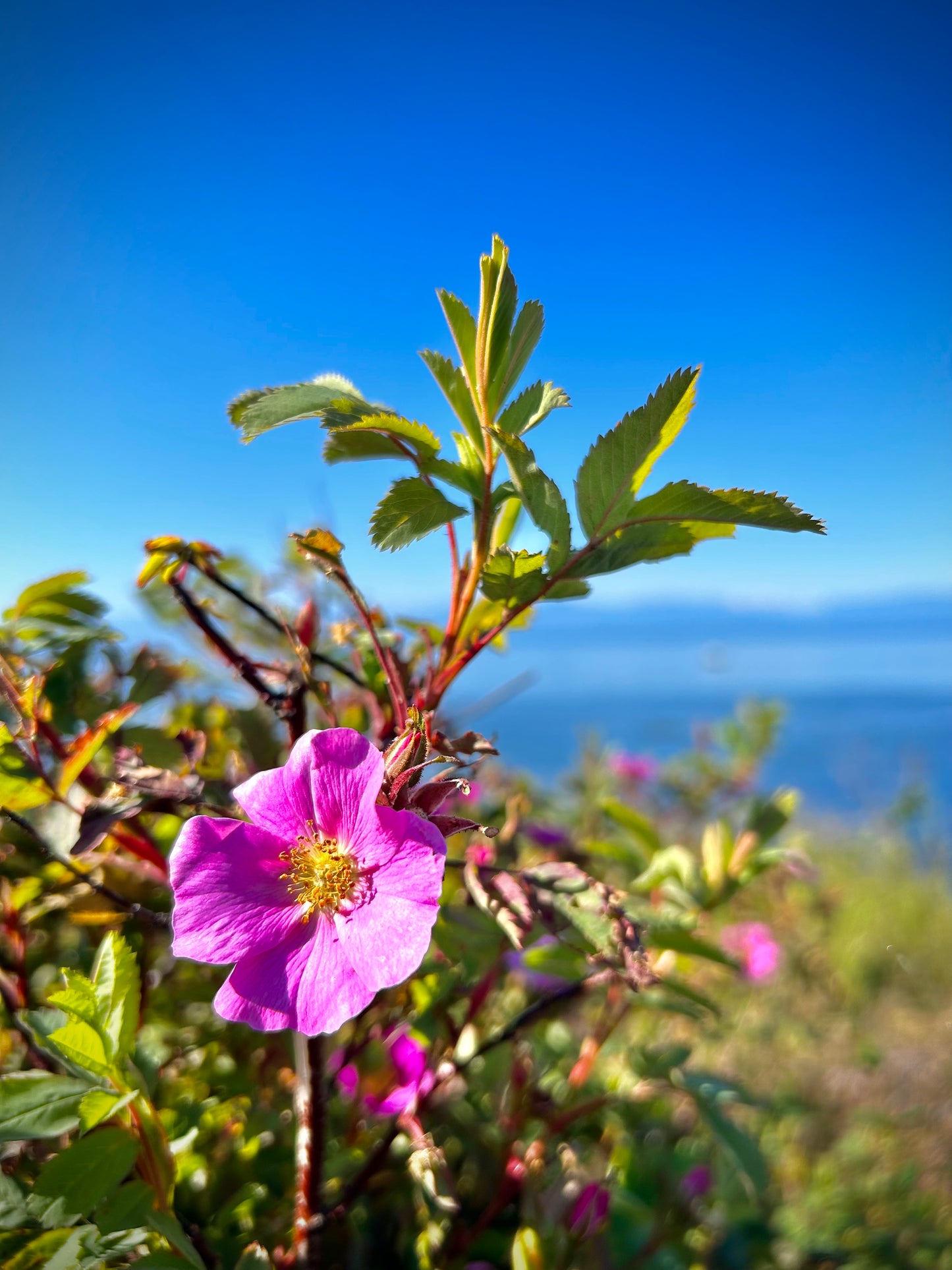 Nootka Rose milk